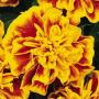 Seminte profesionale Tagetes patula - Craite pitice - imagine 48896